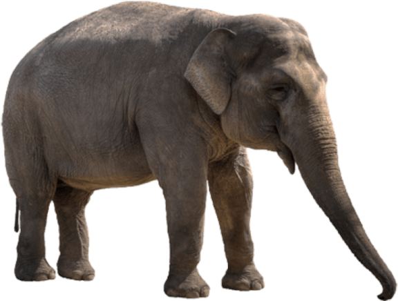 an elephant standing in front of a white background