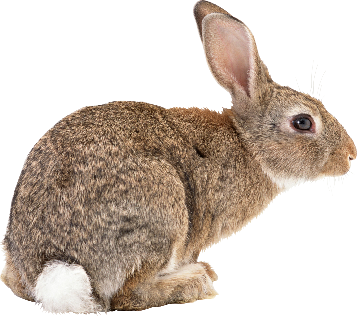 a small rabbit sitting on the ground