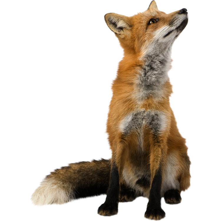 a red fox looking up to the sky
