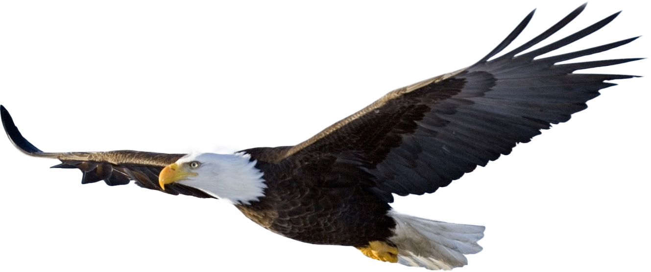 an eagle flying in the air with its wings spread