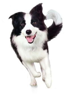 a black and white dog running towards the camera