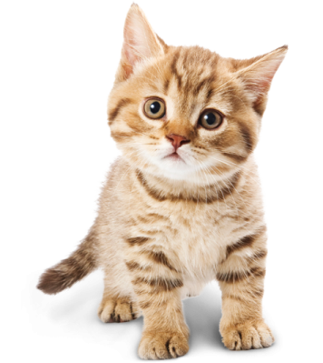 a small kitten is looking up at the camera