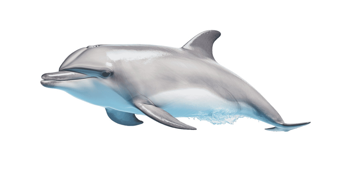 a drawing of a dolphin jumping in the air