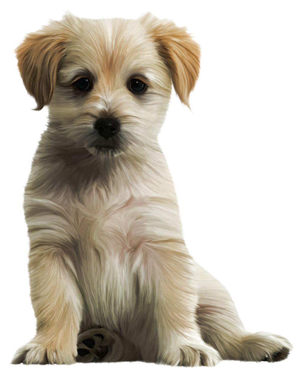 a small brown and white dog sitting down