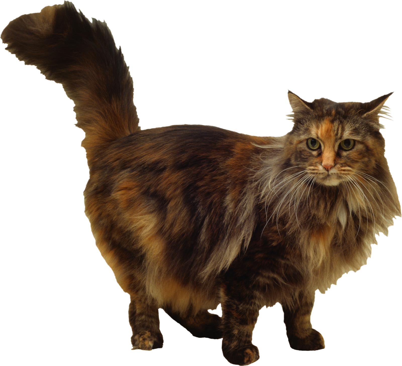a cat with long hair standing on a white background