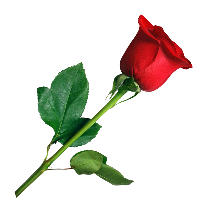 a single red rose on a white background