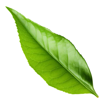 a leaf on a white background