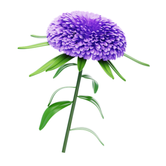 a purple flower on a white background