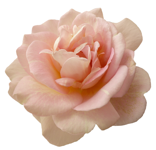 a pink rose on a white background