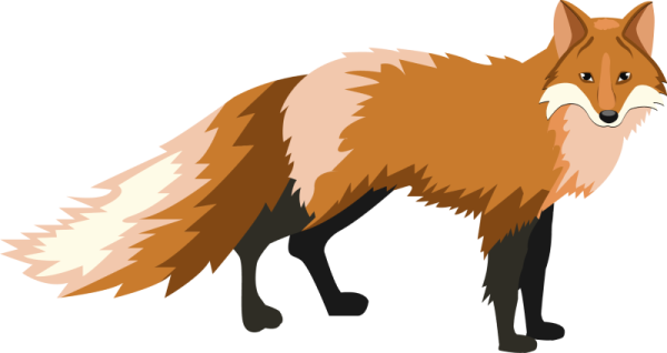 a red fox standing on a white background