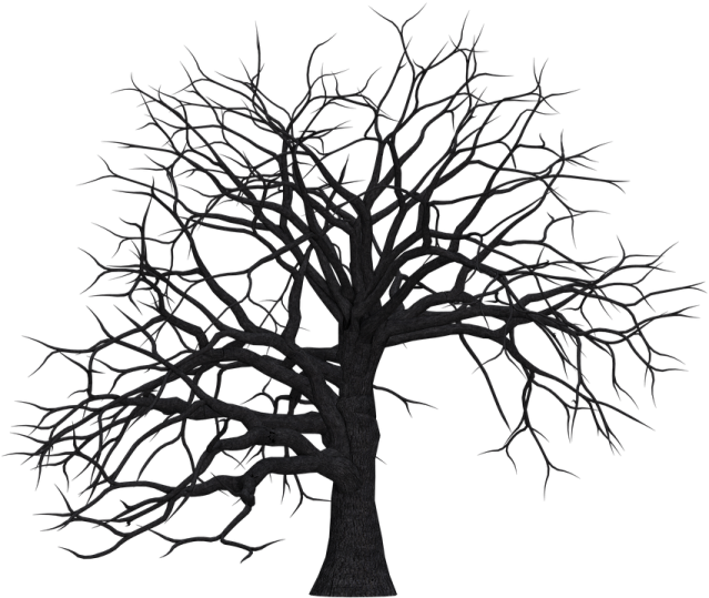 a black tree with no leaves on it