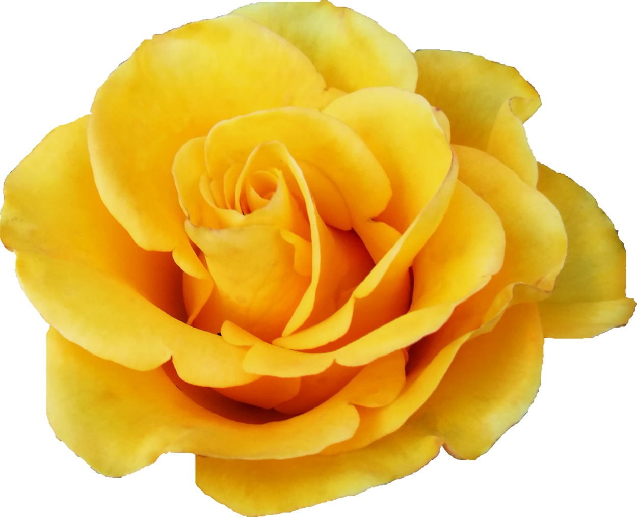 a yellow rose on a white background