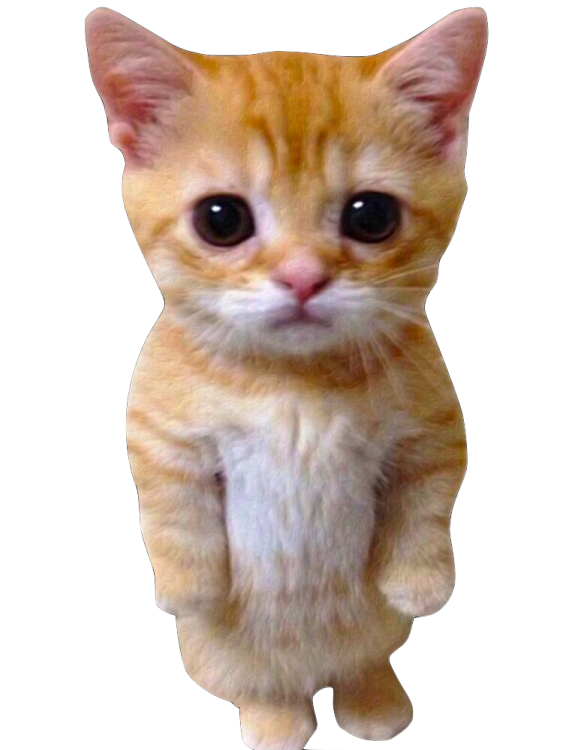 an orange kitten sitting on its hinds
