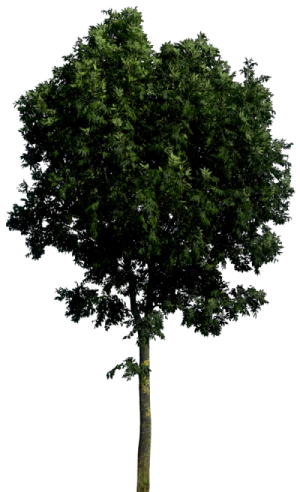 a tree on a white background