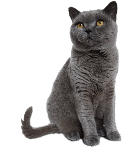 a gray cat sitting on a white surface