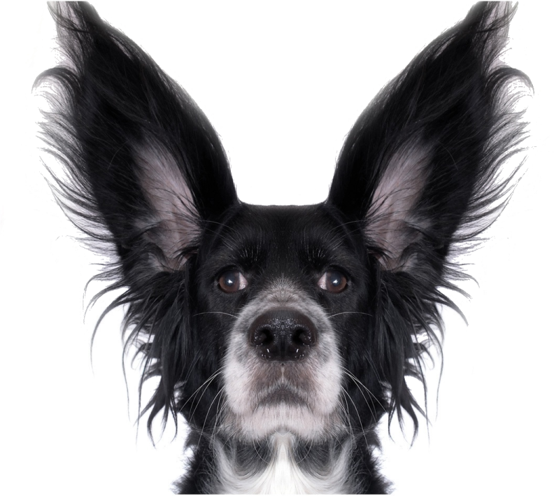 a black and white dog with long hair