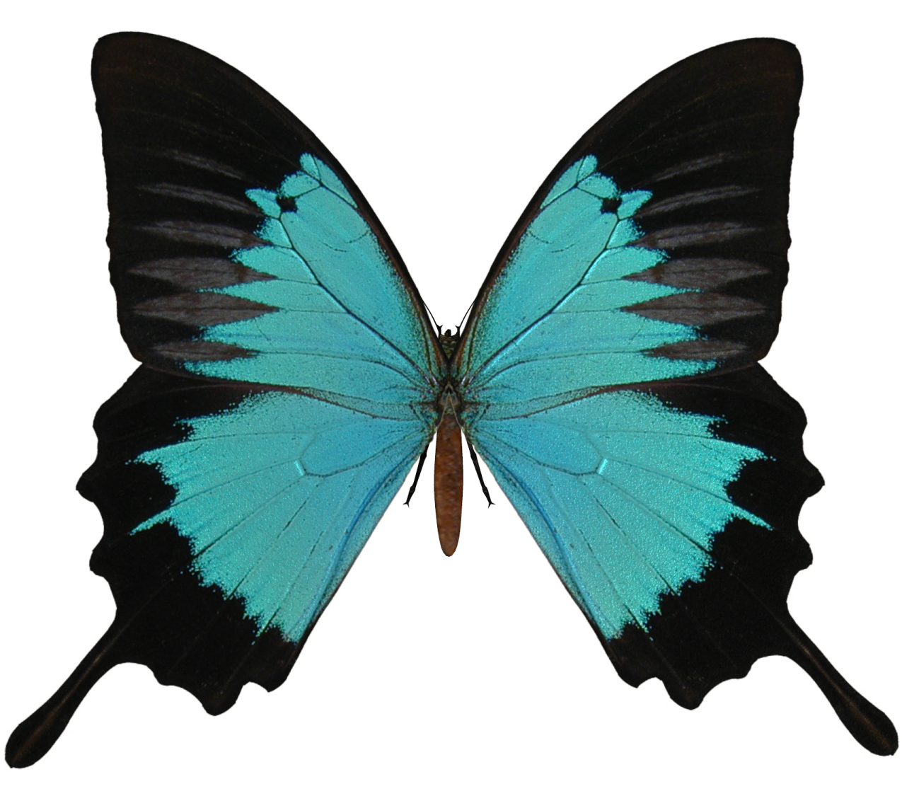 a blue butterfly on a white background