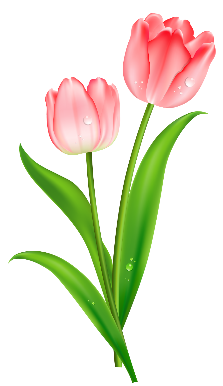two pink tulips with green leaves