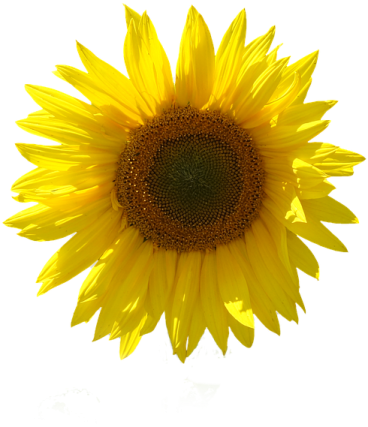 a sunflower on a white background