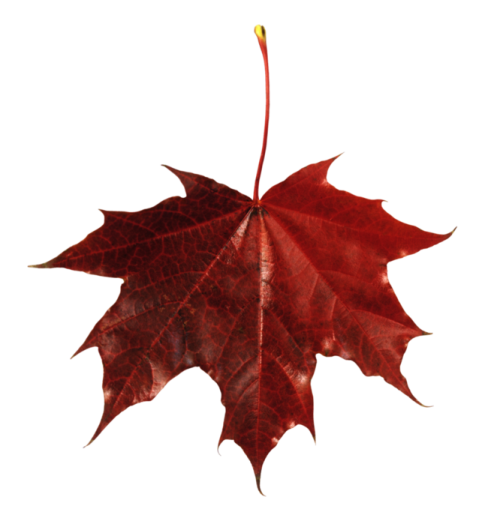 a red leaf on a white background