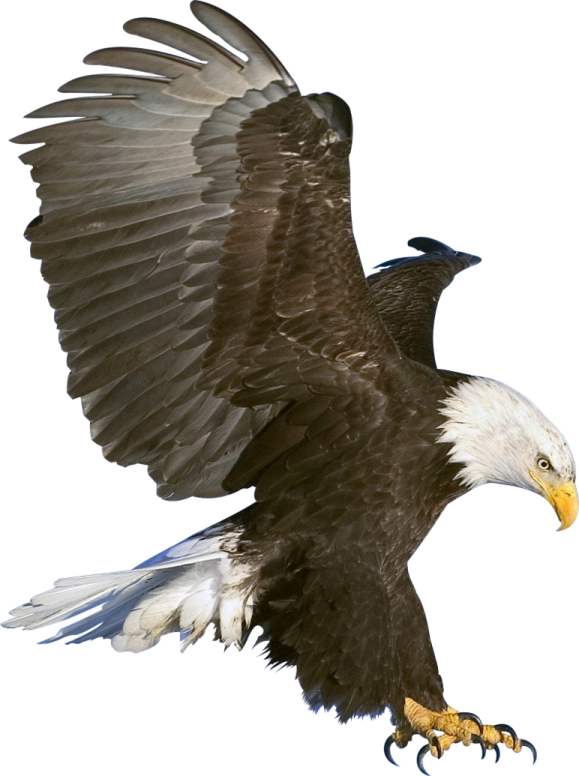 an eagle in flight with its wings spread