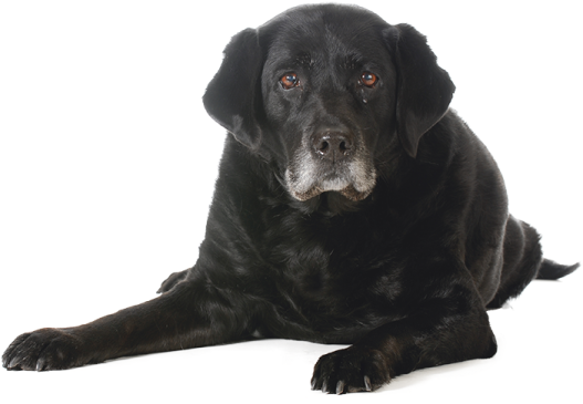 a black dog laying down on the floor