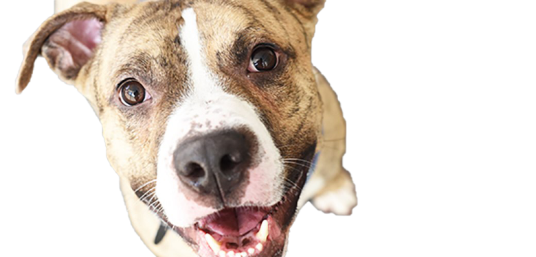 a brown and white dog is looking up at the camera