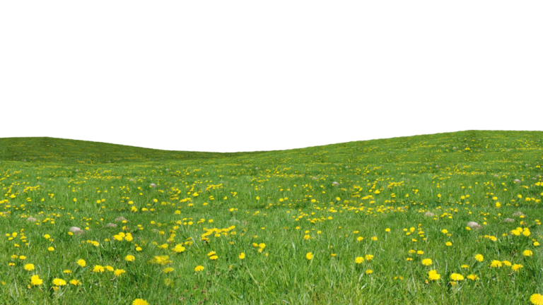 a field of green grass with yellow flowers