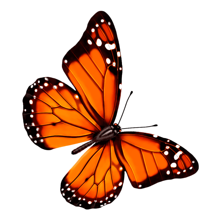 an orange butterfly on a white background
