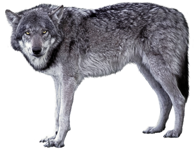 a wolf standing in front of a white background