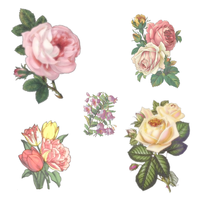 a bunch of pink and yellow roses