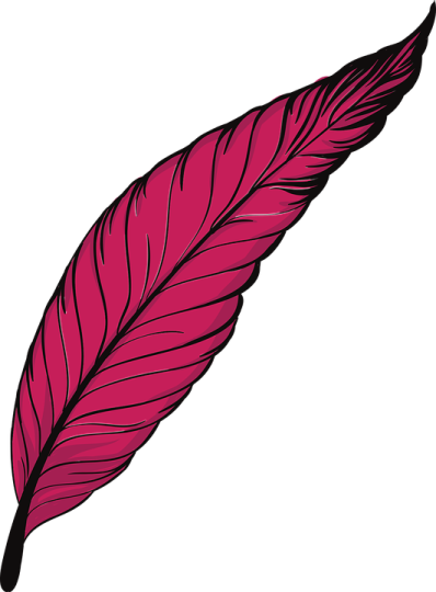 a pink feather on a white background