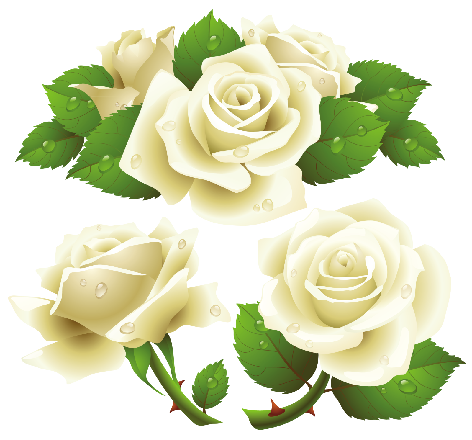 three white roses with green leaves