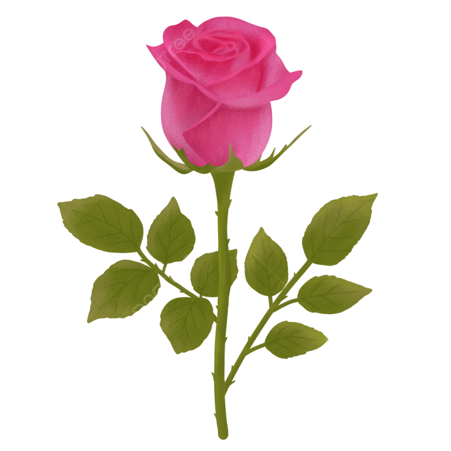 a single pink rose on a white background