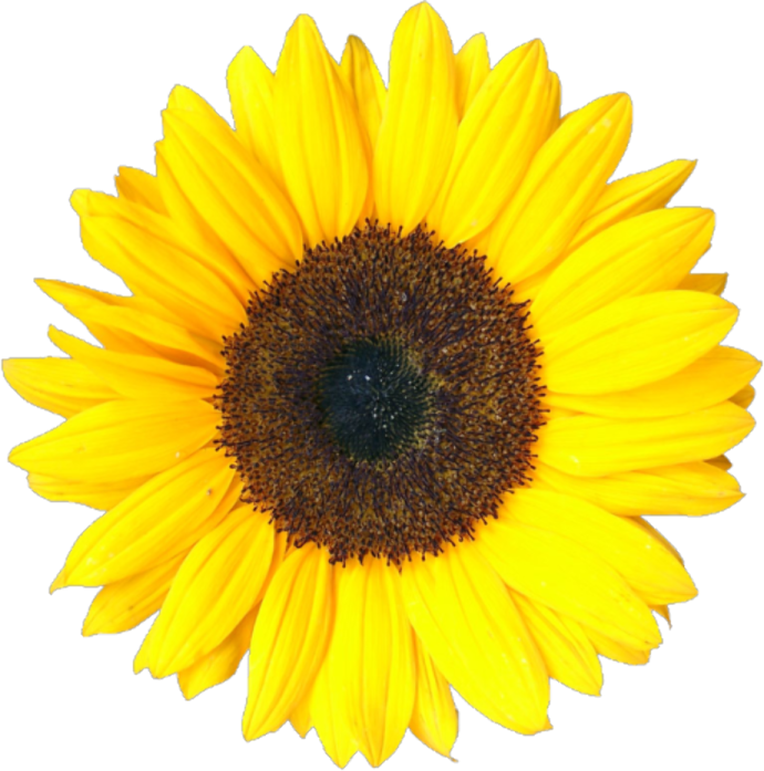 a sunflower on a white background