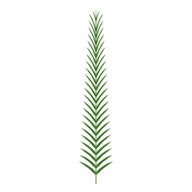 a green plant on a white background