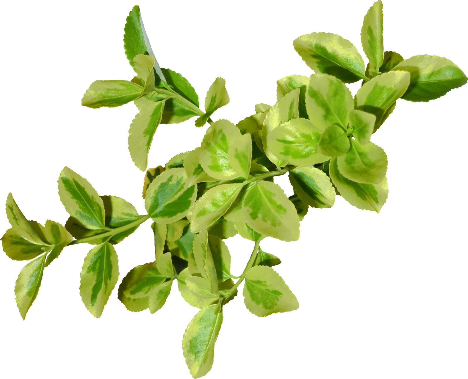 a bunch of green leaves on white background