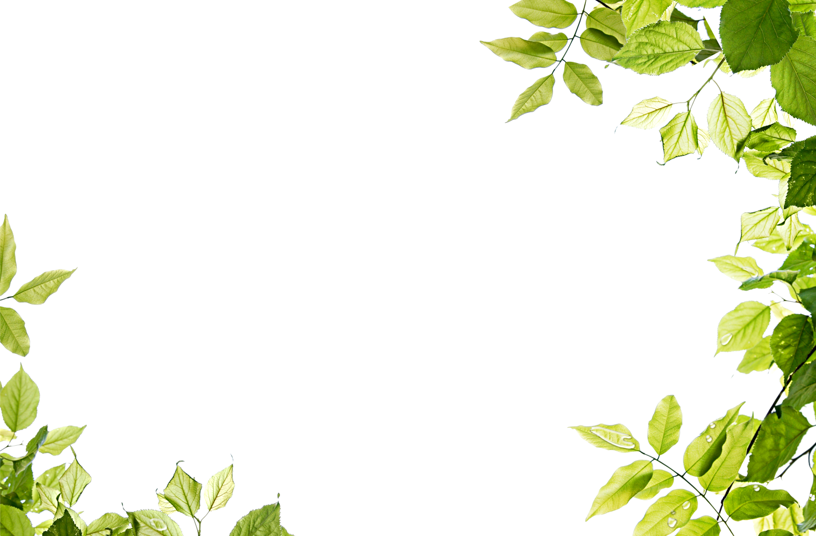 a frame made out of green leaves
