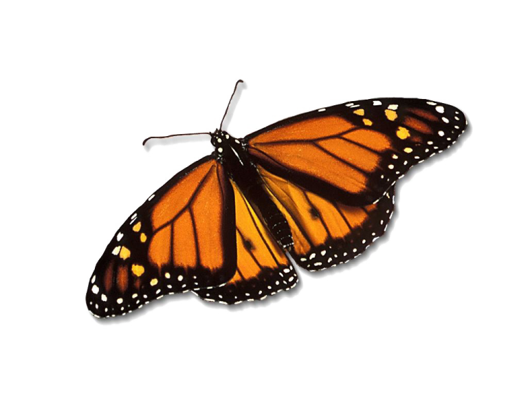 a monarch butterfly on white background
