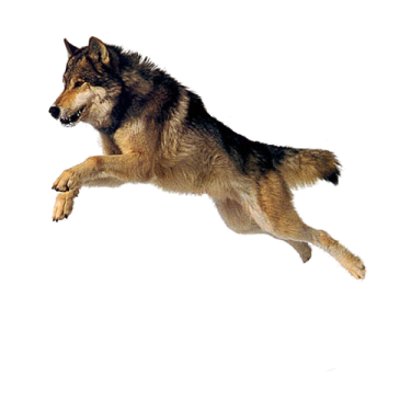 a wolf jumping in the air
