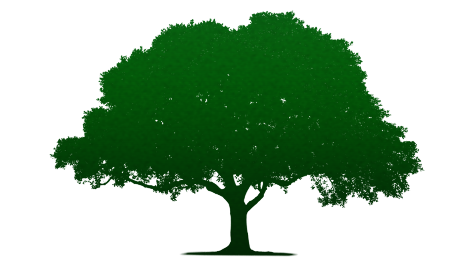 a silhouette of a tree with green leaves