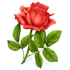 a red rose on a white background