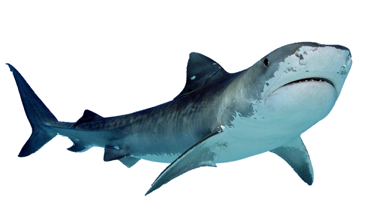 a great white shark swimming in the ocean