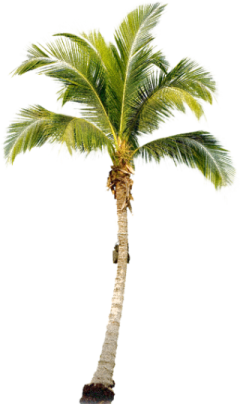 a palm tree on a white background