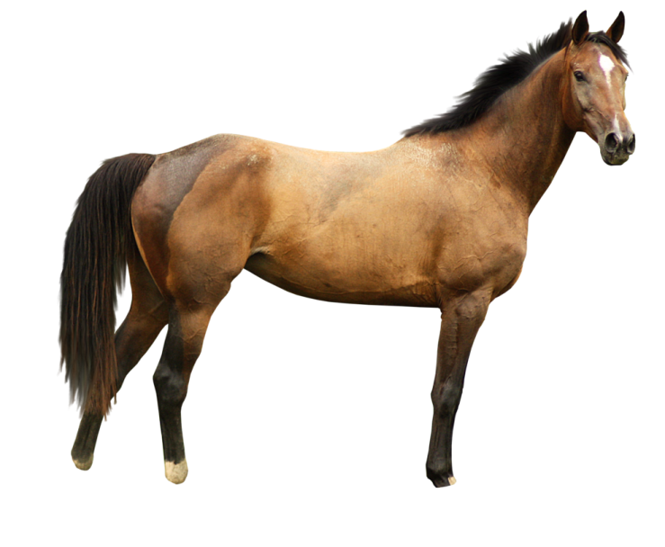 a brown horse standing in front of a white background