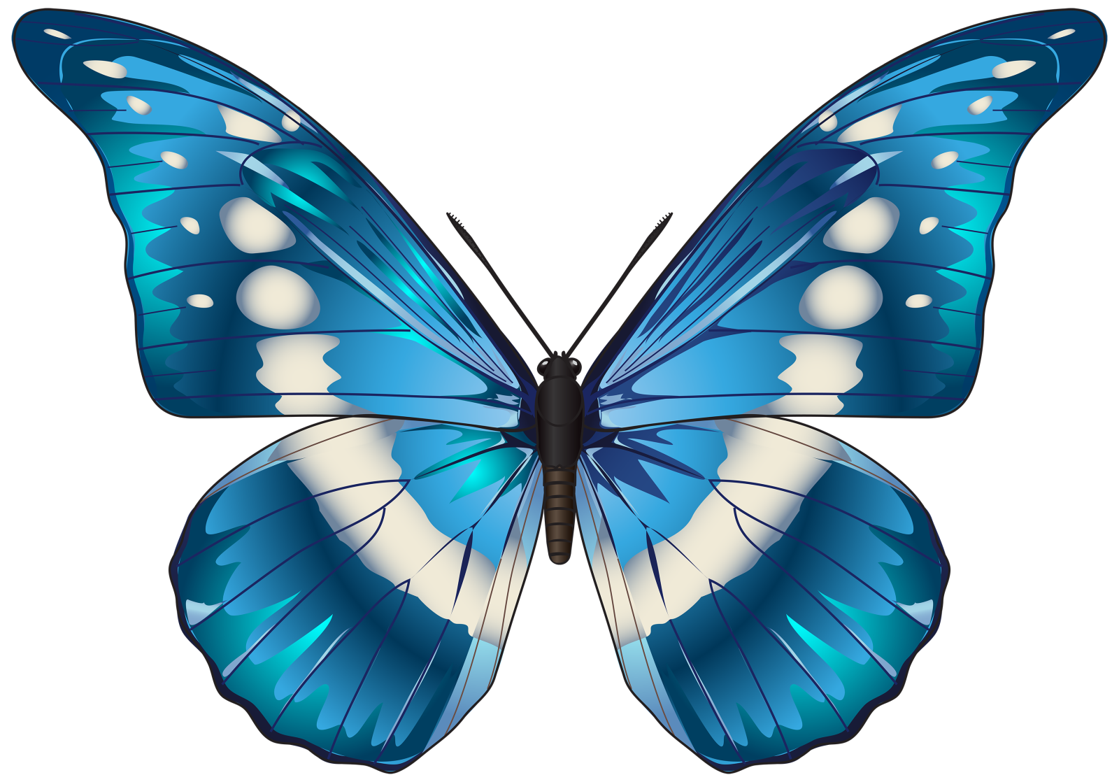 a blue butterfly on a white background