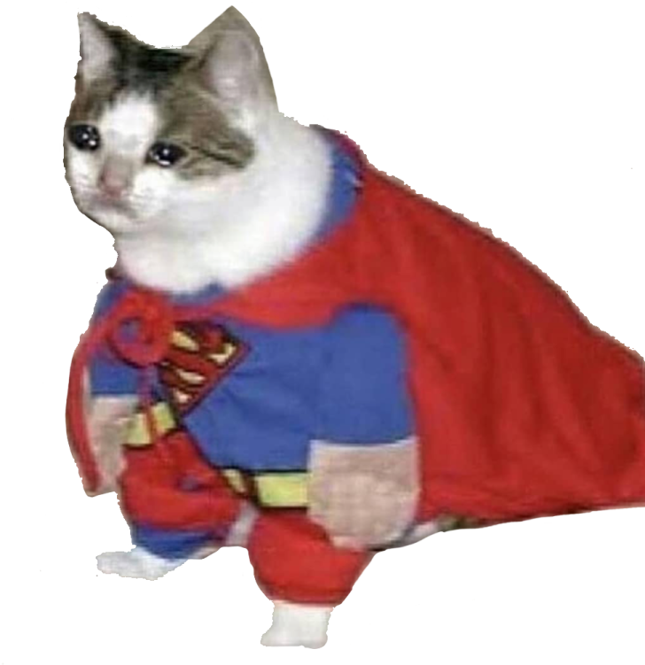 a cat wearing a superman costume
