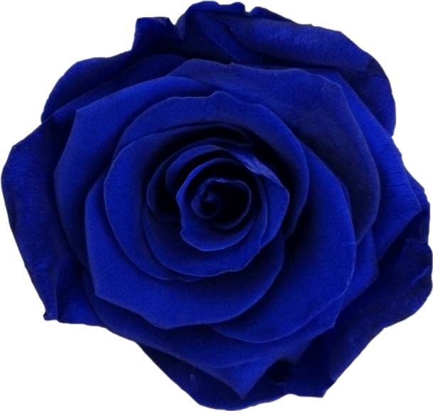 a blue rose on a white background