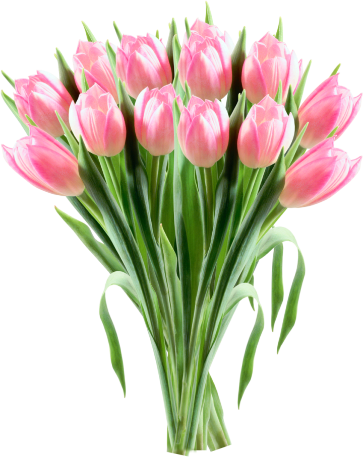 a bunch of pink tulipps