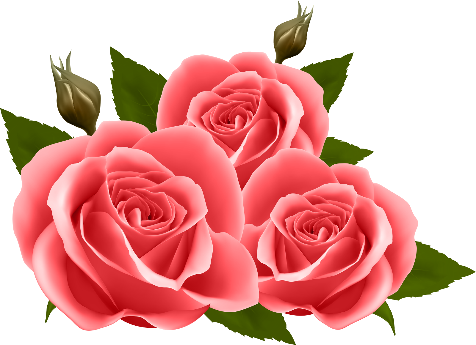 three pink roses with green leaves